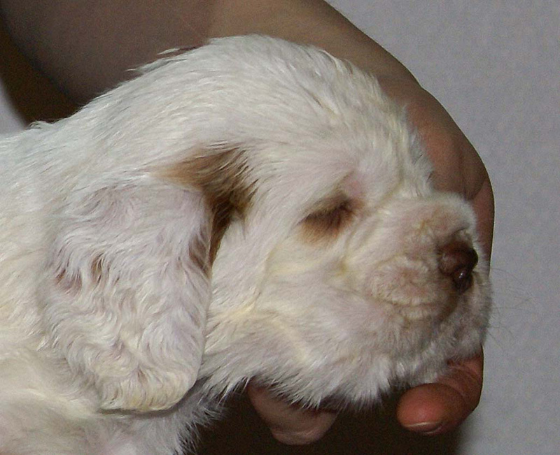 Vieno_Zorro_litter_4weeks_BoyBronze_d