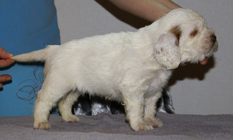 Vieno_Zorro_litter_4weeks_BoyBronze_e