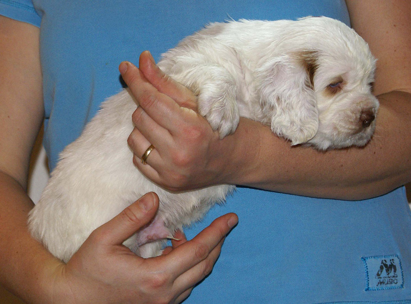 Vieno_Zorro_litter_4weeks_BoyBronze_g