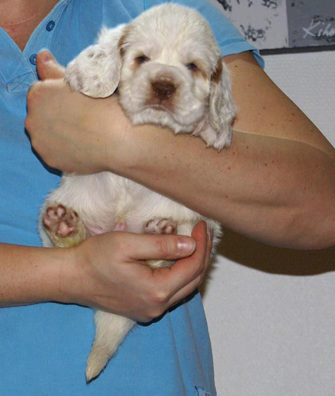 Vieno_Zorro_litter_4weeks_BoyBronze_h