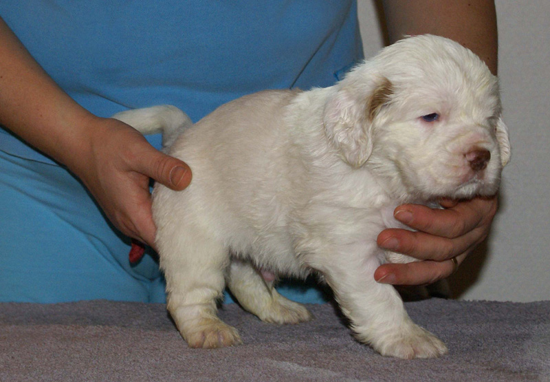 Vieno_Zorro_litter_4weeks_BoyPink_b