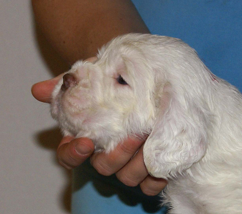 Vieno_Zorro_litter_4weeks_BoyPink_d