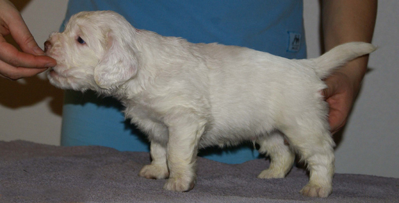 Vieno_Zorro_litter_4weeks_BoyPink_e