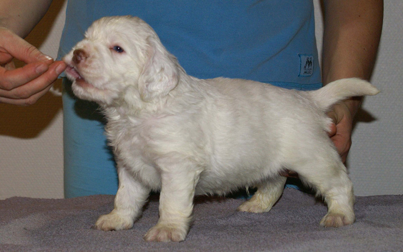 Vieno_Zorro_litter_4weeks_BoyPink_f