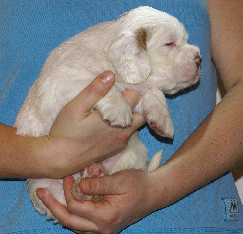 Vieno_Zorro_litter_4weeks_BoyPink_g