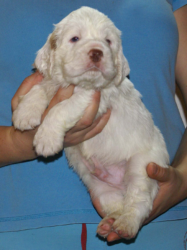 Vieno_Zorro_litter_4weeks_BoyPink_h