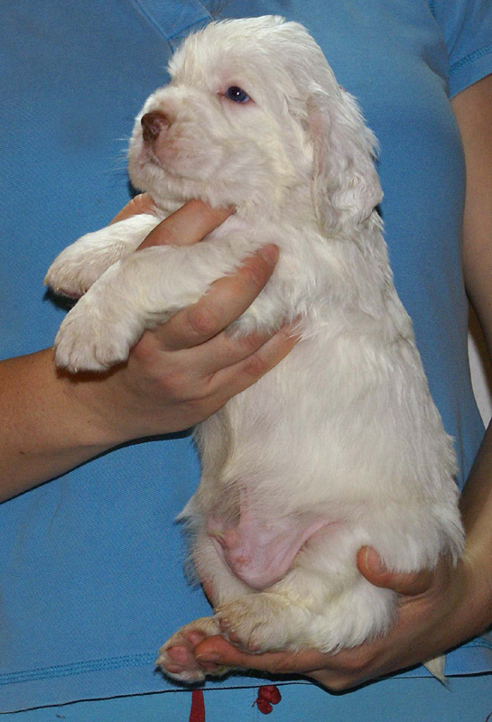 Vieno_Zorro_litter_4weeks_BoyPink_i