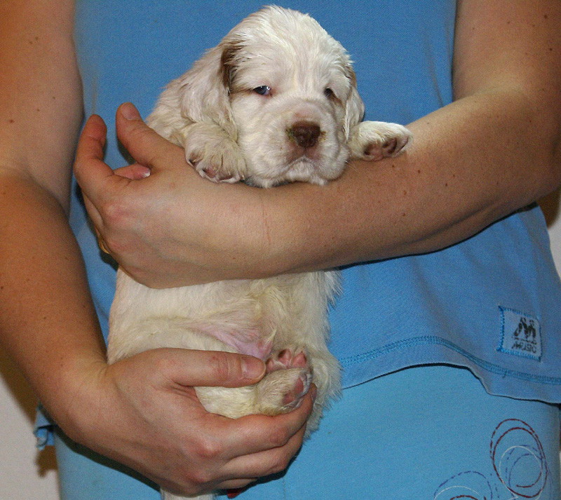 Vieno_Zorro_litter_4weeks_BoyPurple_a