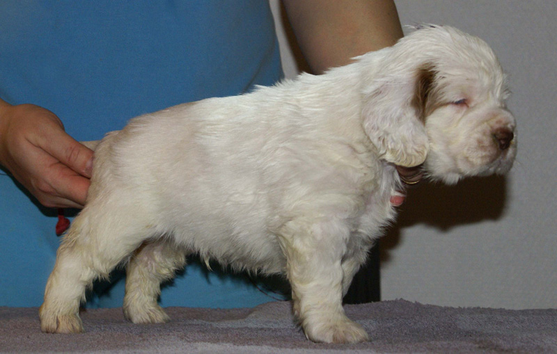 Vieno_Zorro_litter_4weeks_BoyPurple_b