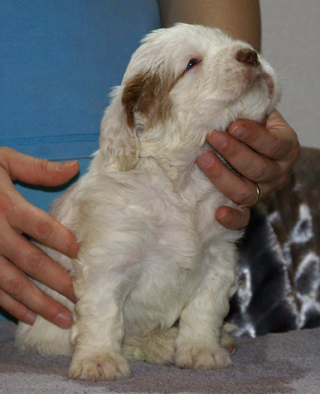 Vieno_Zorro_litter_4weeks_BoyPurple_d