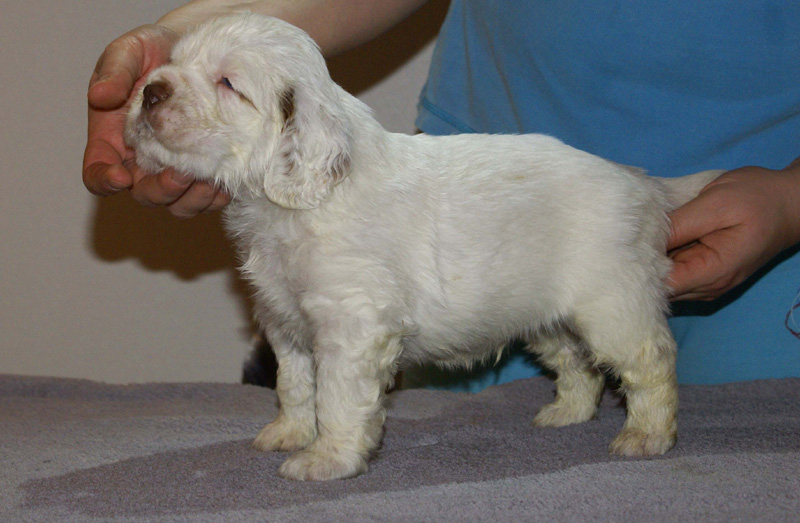 Vieno_Zorro_litter_4weeks_BoyPurple_f