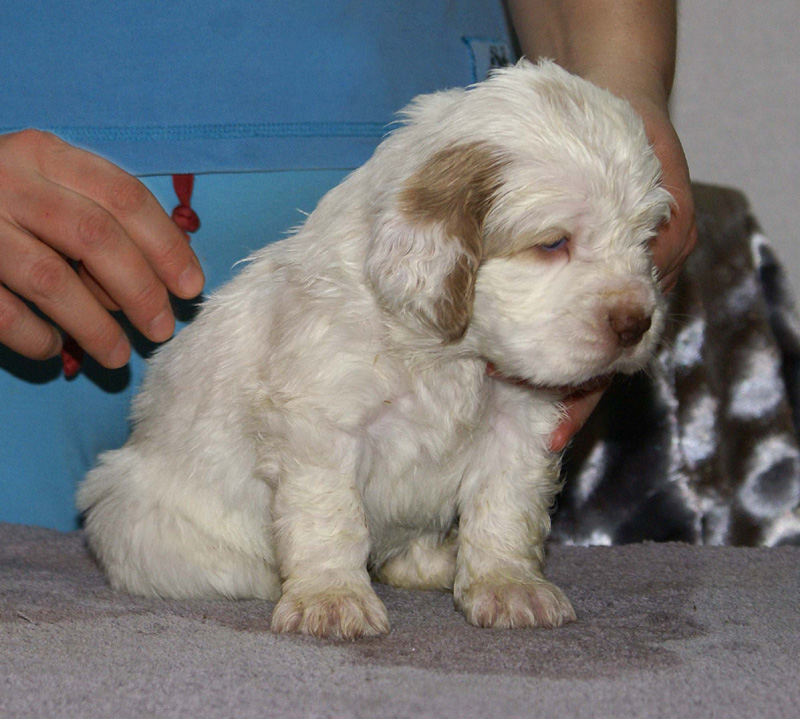 Vieno_Zorro_litter_4weeks_GirlBronze_c