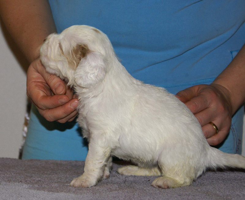 Vieno_Zorro_litter_4weeks_GirlGreen_a