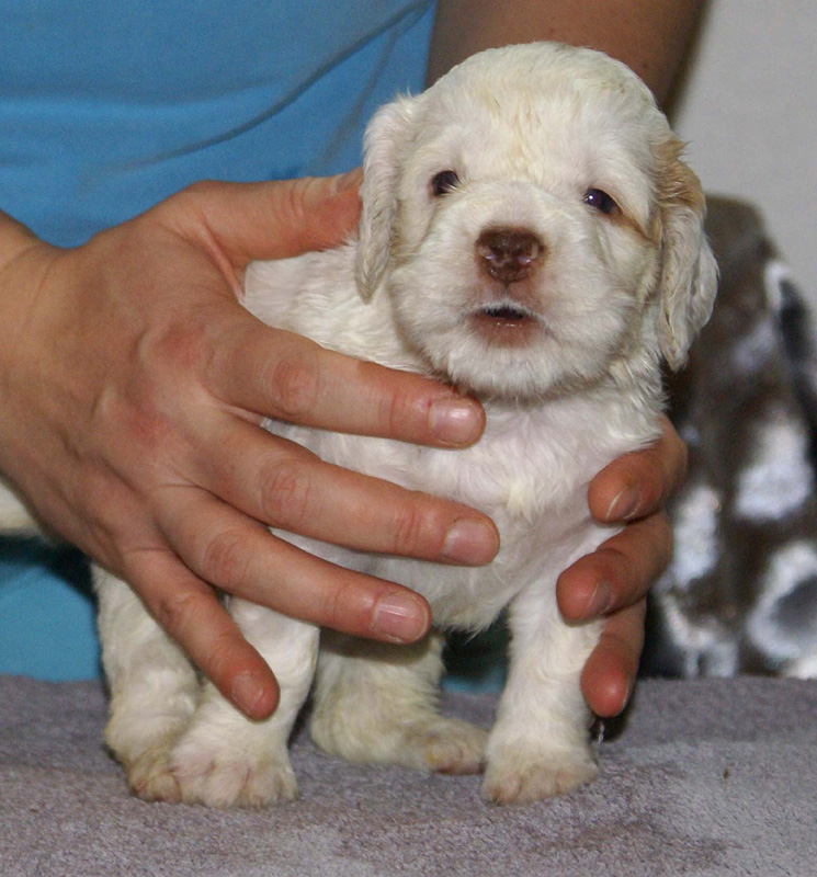 Vieno_Zorro_litter_4weeks_GirlGreen_b