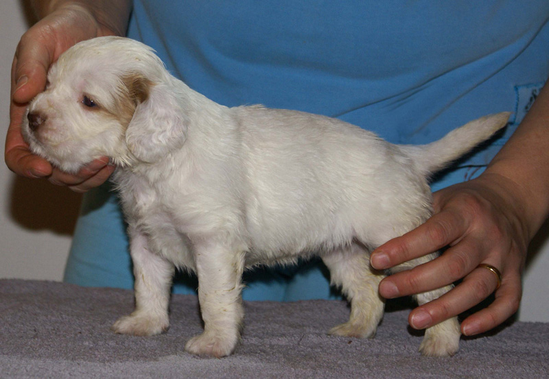 Vieno_Zorro_litter_4weeks_GirlGreen_c