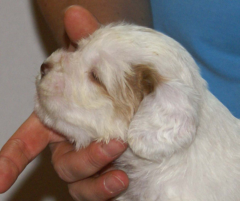 Vieno_Zorro_litter_4weeks_GirlGreen_d