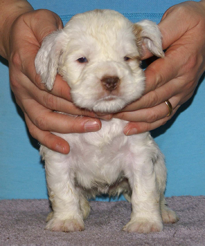 Vieno_Zorro_litter_4weeks_GirlGreen_e