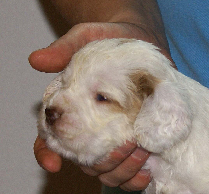 Vieno_Zorro_litter_4weeks_GirlGreen_f