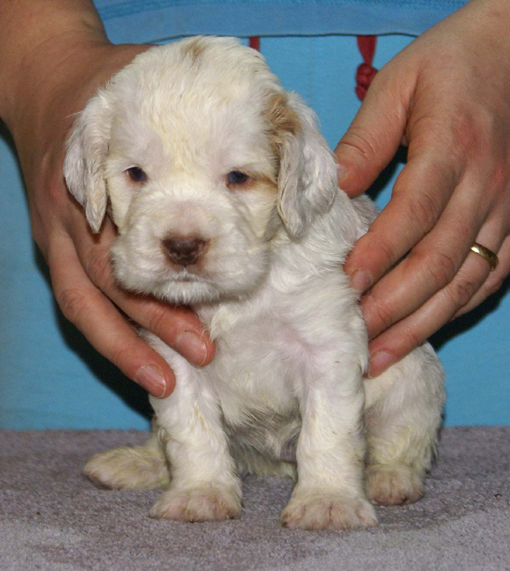 Vieno_Zorro_litter_4weeks_GirlGreen_g