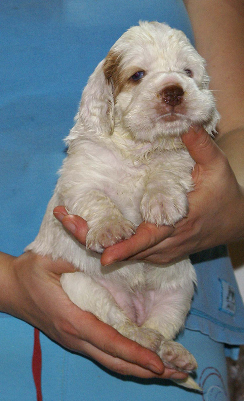 Vieno_Zorro_litter_4weeks_GirlPink_e