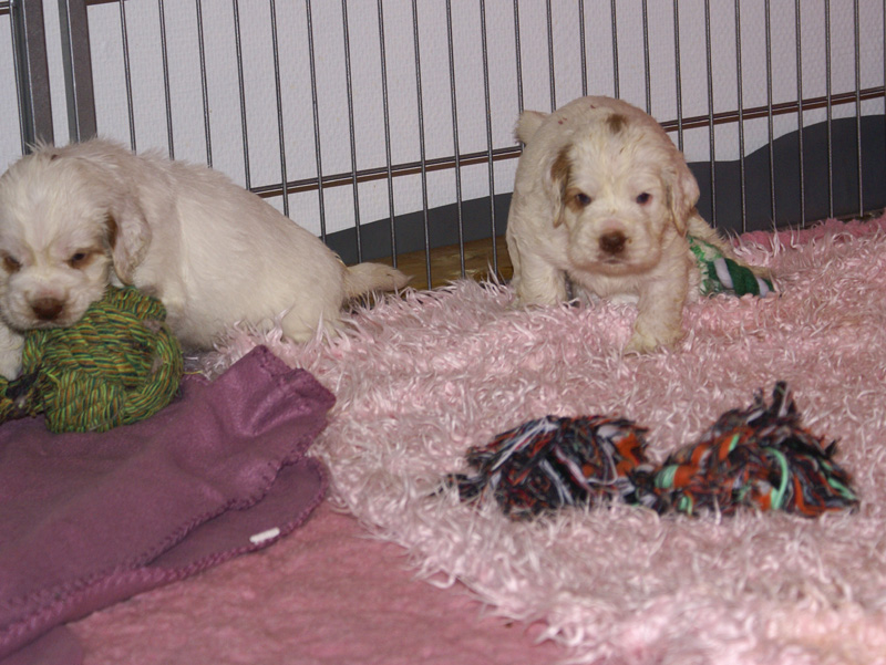 a_Vieno_Zorro_litter_4weeks_a