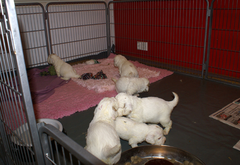 a_Vieno_Zorro_litter_4weeks_b