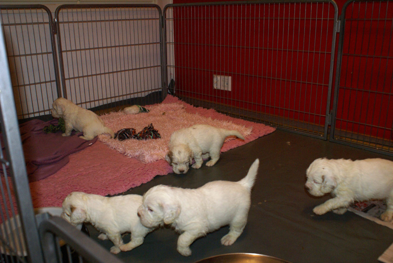 a_Vieno_Zorro_litter_4weeks_c