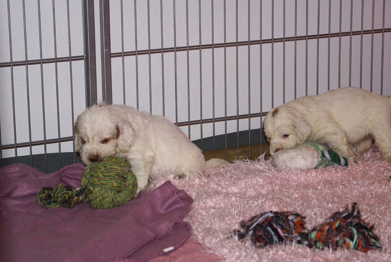 a_Vieno_Zorro_litter_4weeks_d