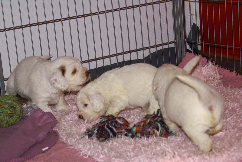 a_Vieno_Zorro_litter_4weeks_e