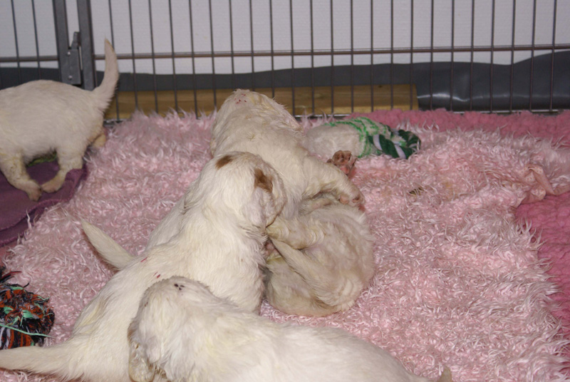 a_Vieno_Zorro_litter_4weeks_g