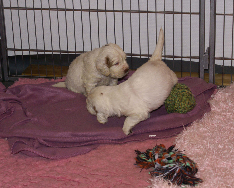 a_Vieno_Zorro_litter_4weeks_h