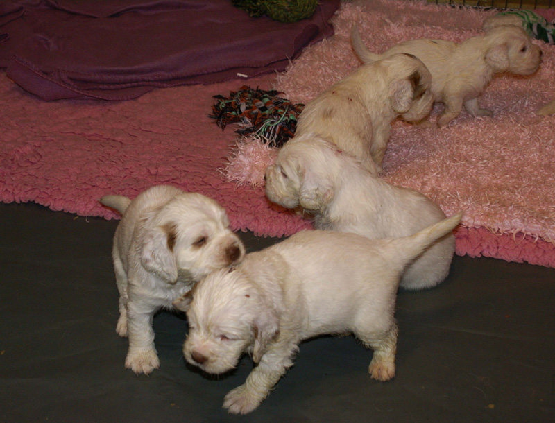 a_Vieno_Zorro_litter_4weeks_j