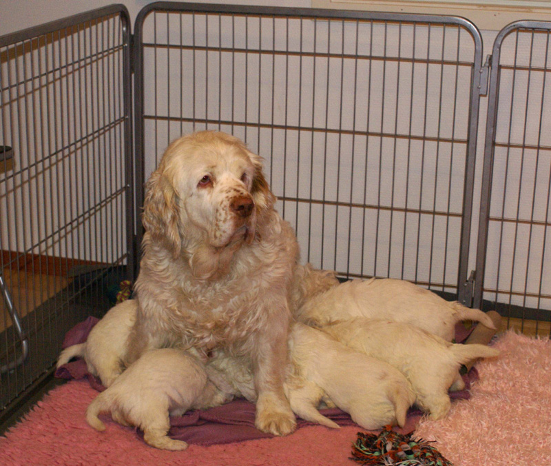 a_Vieno_Zorro_litter_4weeks_l