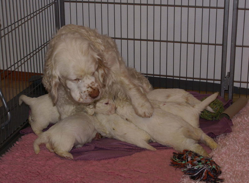 a_Vieno_Zorro_litter_4weeks_n