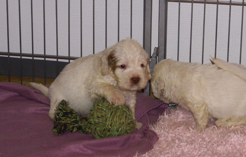 a_Vieno_Zorro_litter_4weeks_o