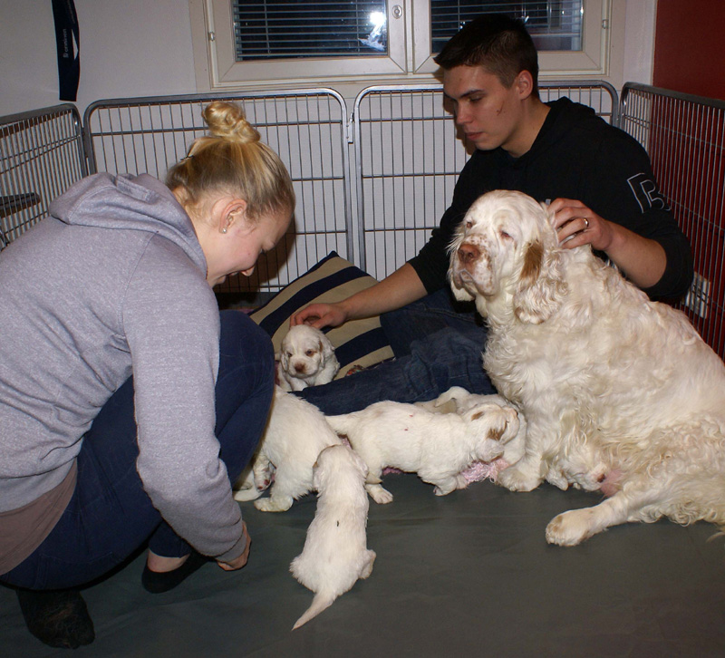 a_Vieno_Zorro_litter_4weeks_p