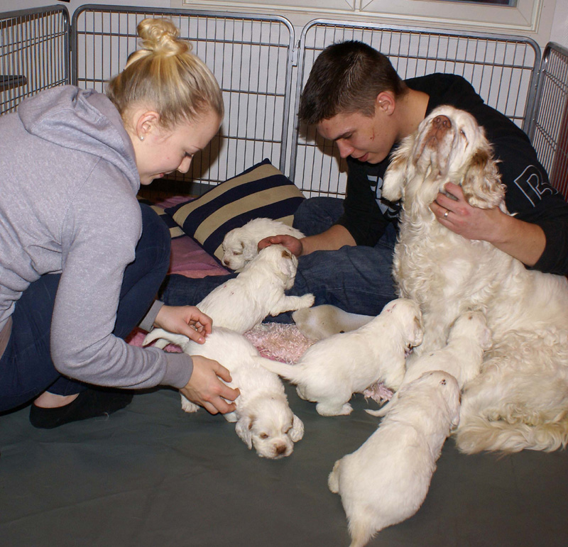 a_Vieno_Zorro_litter_4weeks_v