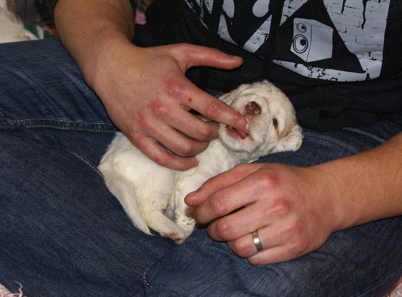 a_Vieno_Zorro_litter_4weeks_ww