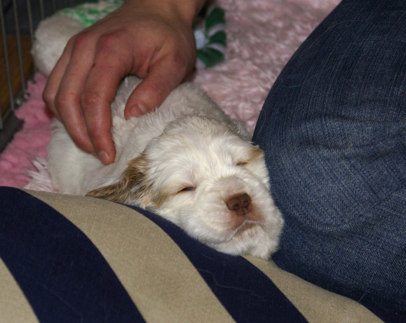 a_Vieno_Zorro_litter_4weeks_x