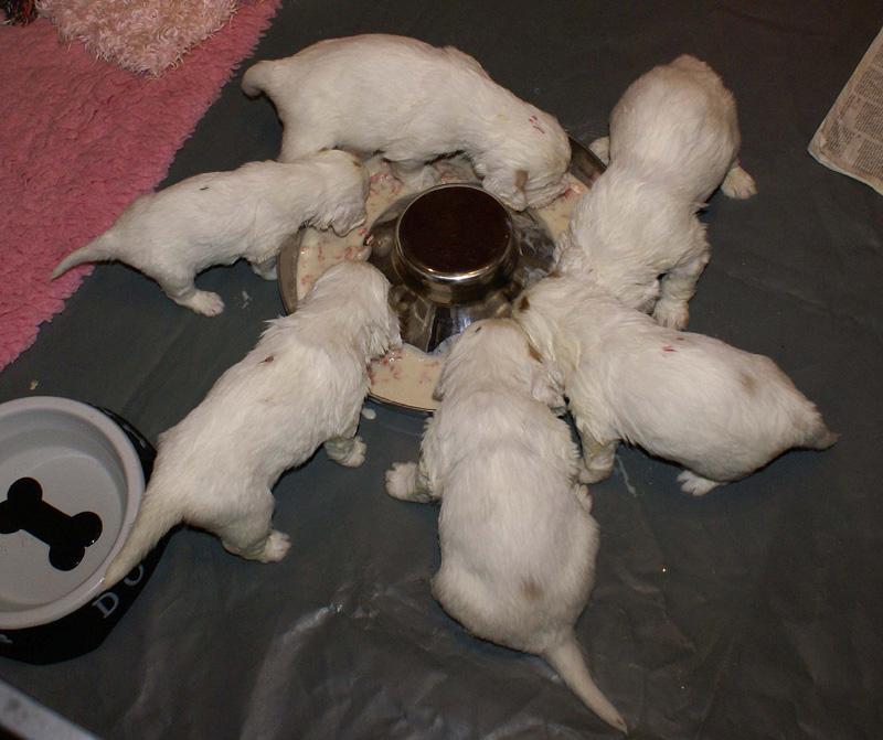 a_Vieno_Zorro_litter_4weeks_xx