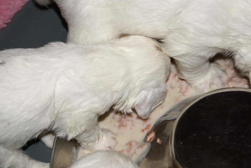 a_Vieno_Zorro_litter_4weeks_xxx