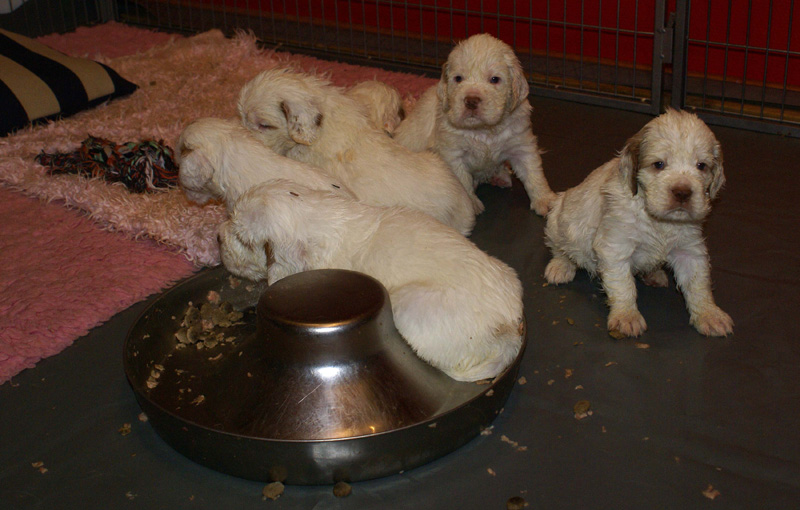 a_Vieno_Zorro_litter_4weeks_xxxx