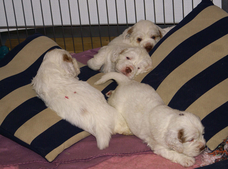 a_Vieno_Zorro_litter_4weeks_y