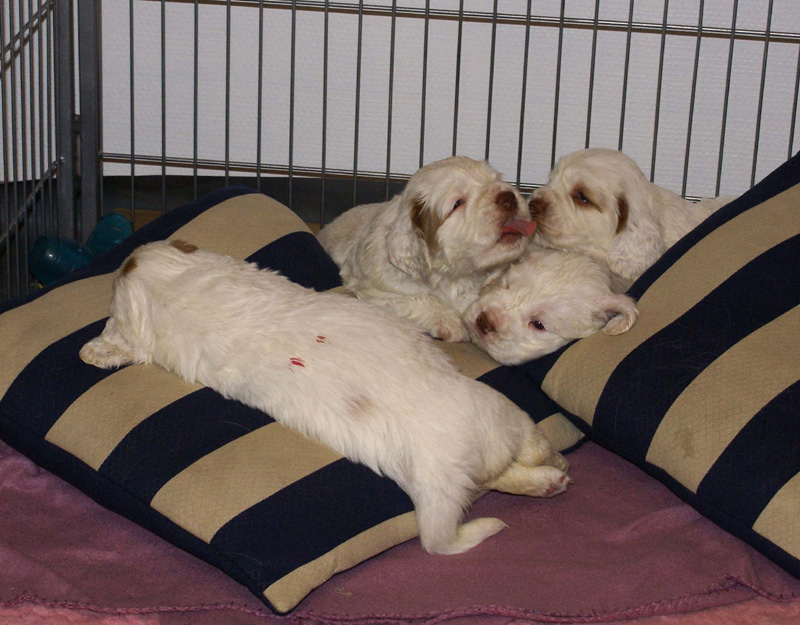 a_Vieno_Zorro_litter_4weeks_z