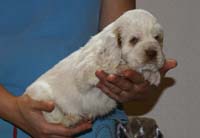 Vieno_Zorro_litter_4weeks_BoyBronze_c