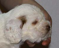 Vieno_Zorro_litter_4weeks_BoyBronze_d