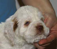 Vieno_Zorro_litter_4weeks_BoyBronze_f