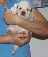 Vieno_Zorro_litter_4weeks_BoyBronze_h