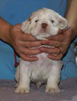 Vieno_Zorro_litter_4weeks_BoyPink_a