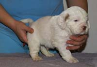 Vieno_Zorro_litter_4weeks_BoyPink_b